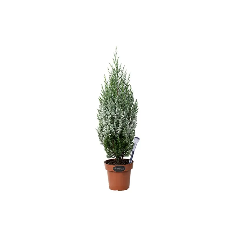 Planta Tuia Strickta Colours Neve com Glitter Pote14 - 1un