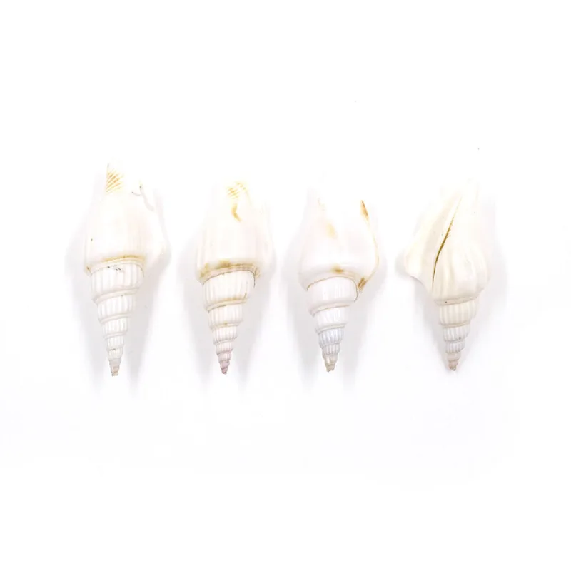 CONCHAS CARMEM WHITE SHELL COM 500G Unica