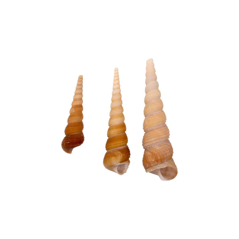 Caramujo Turritella Terebra Natural Com 750G Unica