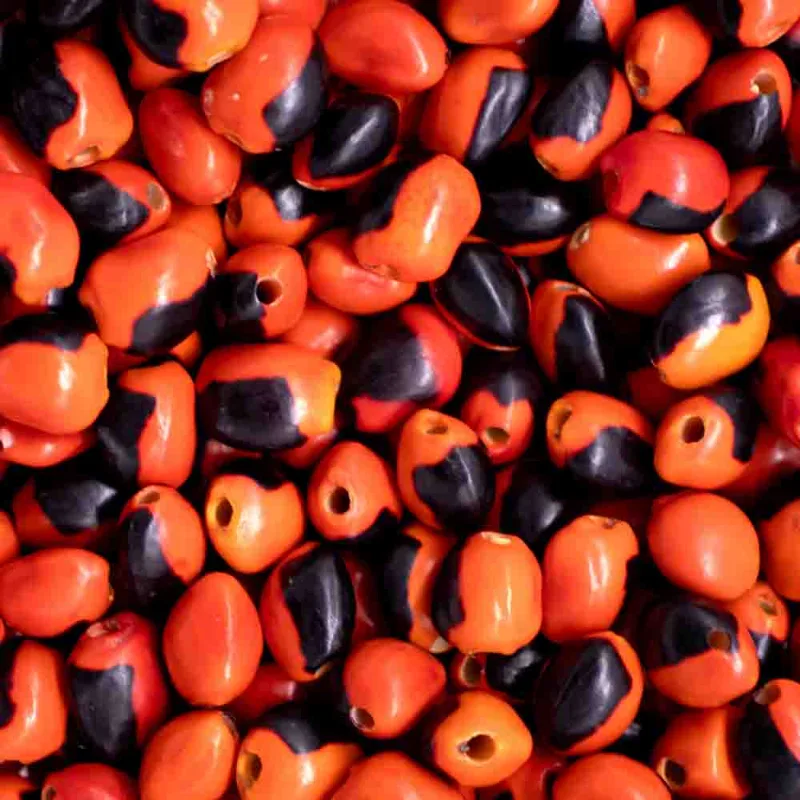 Semente Olho De Cabra Com 500 Peças 201 - Vermelho