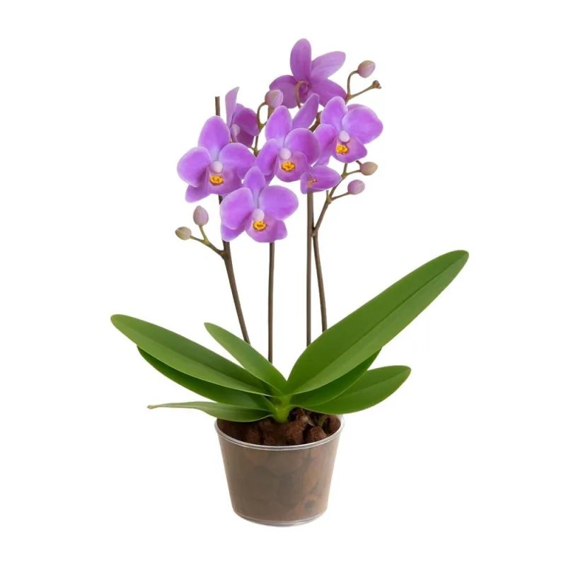Orquídea Multiflora 2 Hastes Cores Variadas Pote Nº9 Unidade - GERAL - Floricultura