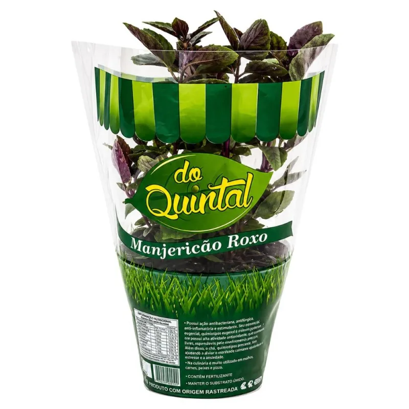 Muda de Manjericão Roxo em Vaso Do Quintal Unidade - DO QUINTAL