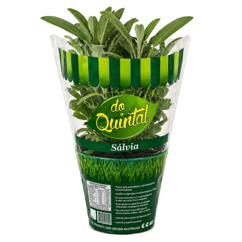 Muda de Sálvia em Vaso Do Quintal Unidade - DO QUINTAL