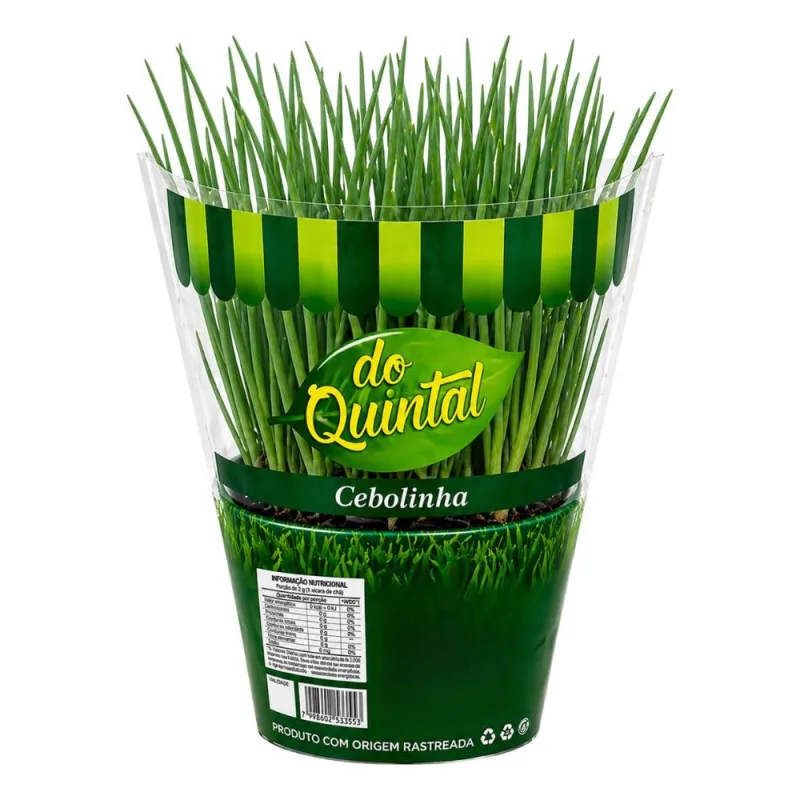 Muda de Cebolinha em Vaso Do Quintal Unidade - DO QUINTAL