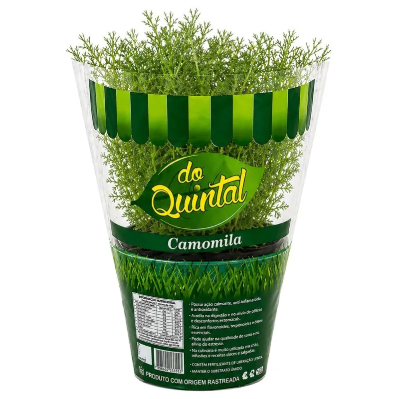 Muda de Camomila em Vaso Do Quintal Unidade - DO QUINTAL