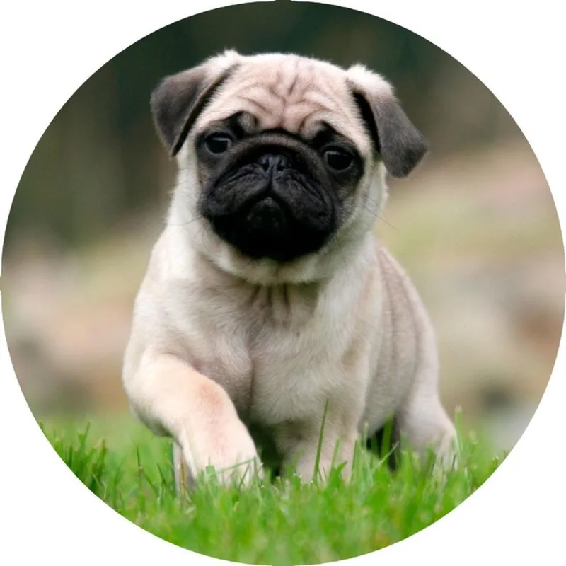 Capa Personalizada Para Estepe Ecosport Crossfox Pug