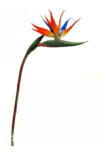 STRELITZIA UN