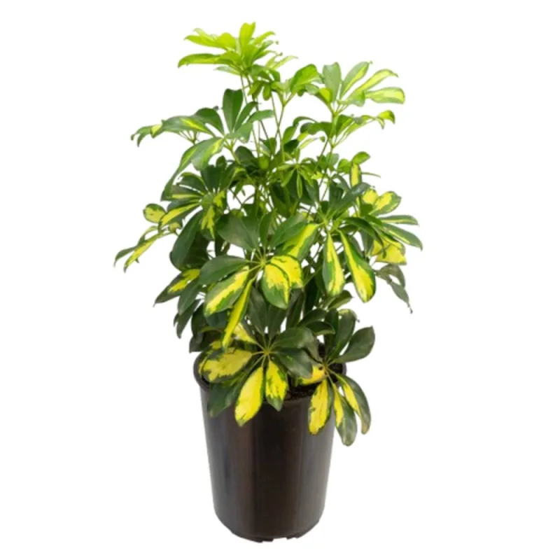 SCHEFFLERA GOLD P 24 - GOLD - Floricultura