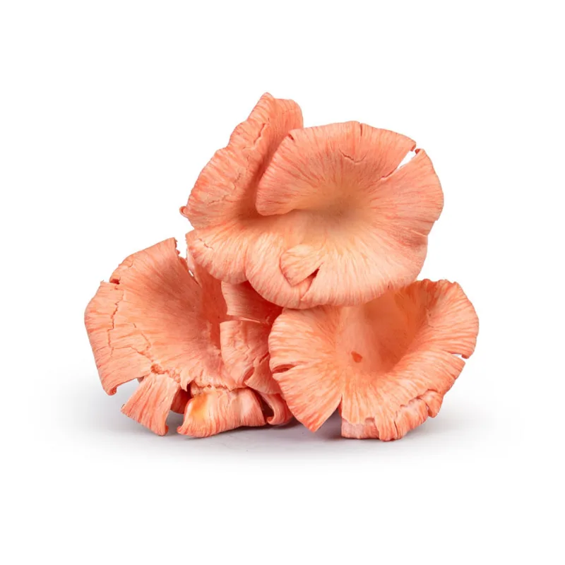 Shimeji Rosa Mighty Greens 200g