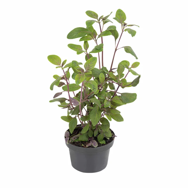Manjericão Roxo Vaso 11 - Floricultura - Hortifruti