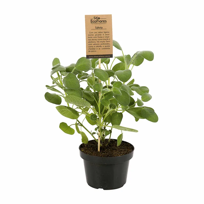 Sálvia Vaso 11 - Floricultura - Hortifruti