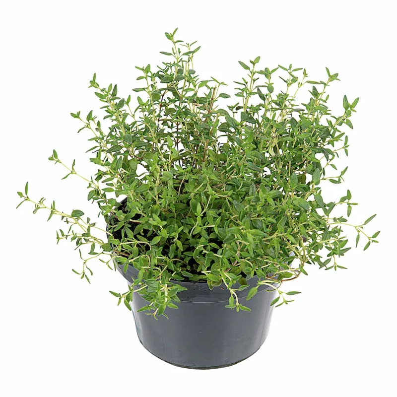 Tomilho Vaso 11 - Floricultura - Hortifruti