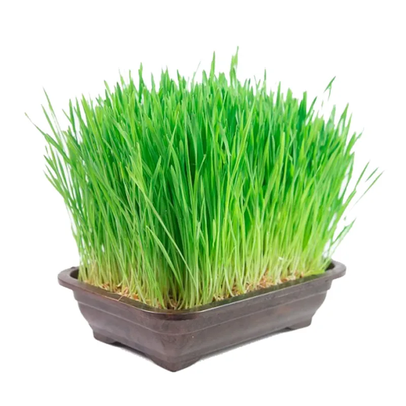 Graminha Vaso Trigo Bandeja Grass Pet Único