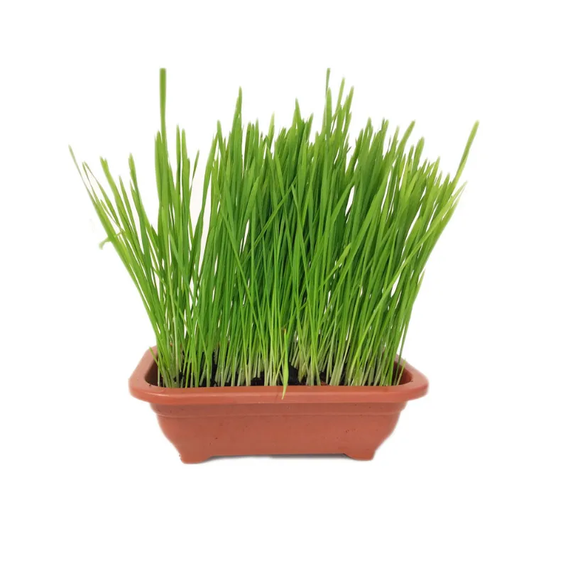 Graminha Vaso Trigo Mini Grass Pet Único