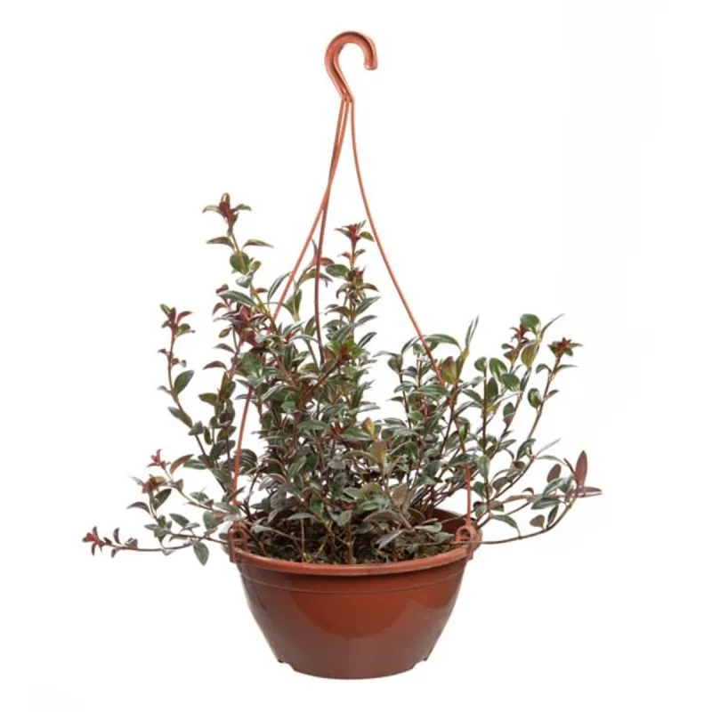 Columéia Peixinho 21 - SEM MARCA - Jardinagem