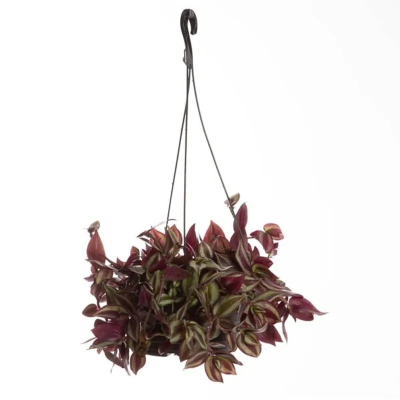 Tradescantia C21 - SEM MARCA - Jardinagem