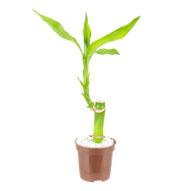 Bambu da Sorte P06 - SEM MARCA - Jardinagem