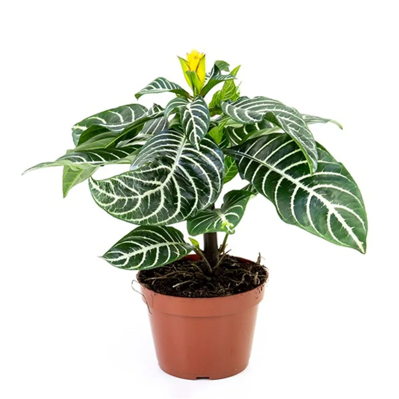 Aphelandra P12 - SEM MARCA - Jardinagem