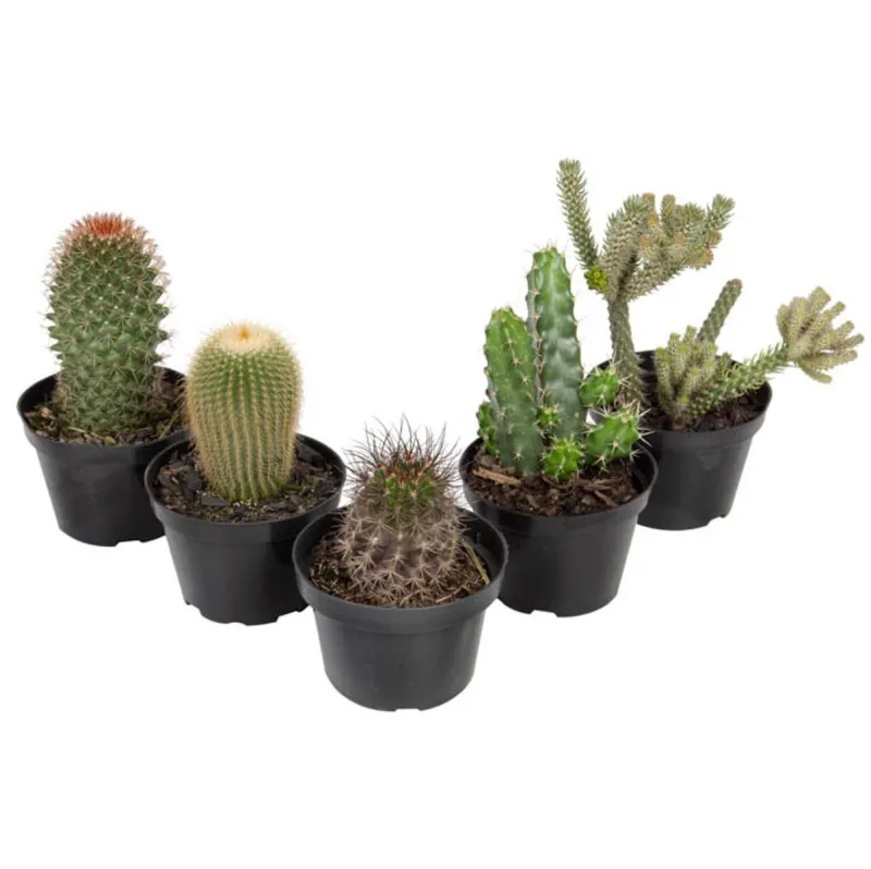 Cactus P11 - SEM MARCA - Jardinagem