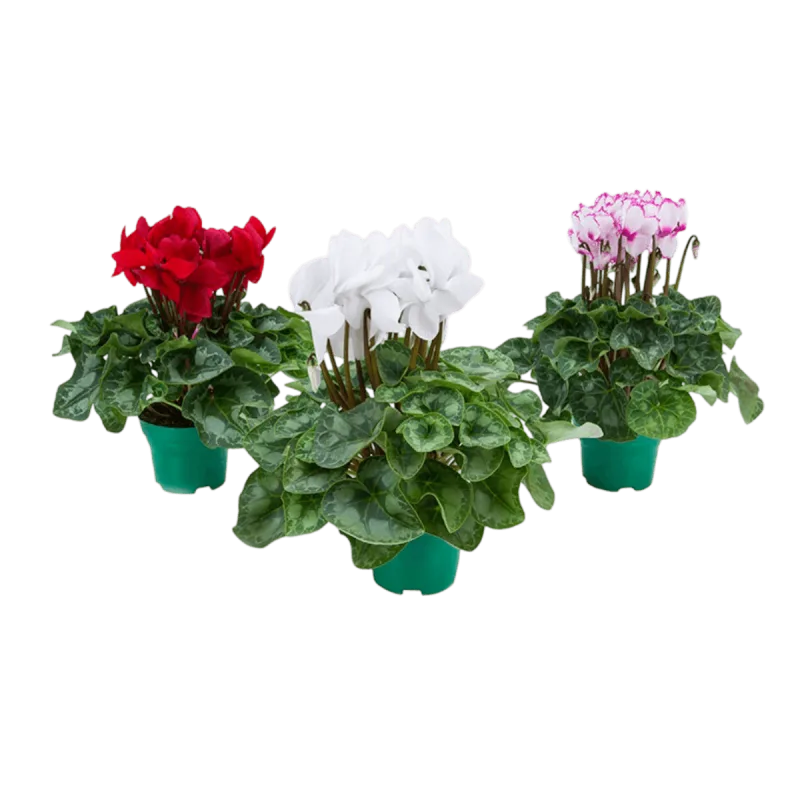 Cyclamen P14 - SEM MARCA - Jardinagem