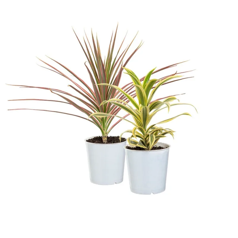 Dracena P12 - SEM MARCA - Jardinagem