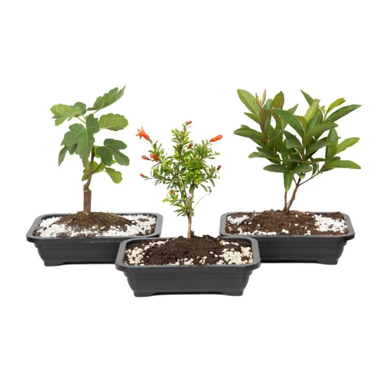 Bonsai Fruta - SEM MARCA - Jardinagem
