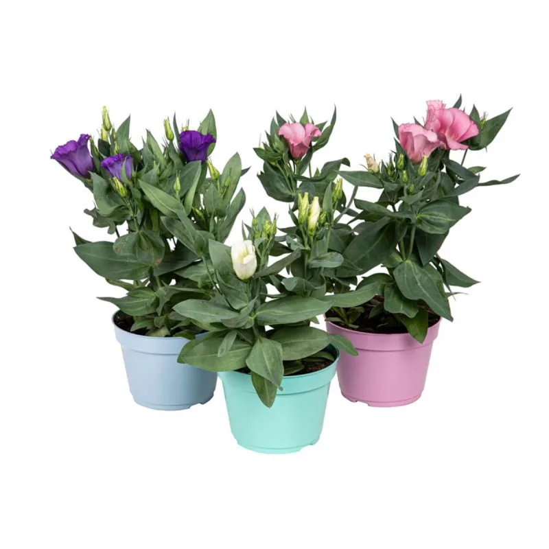 Lisianthus P13 - SEM MARCA - Jardinagem