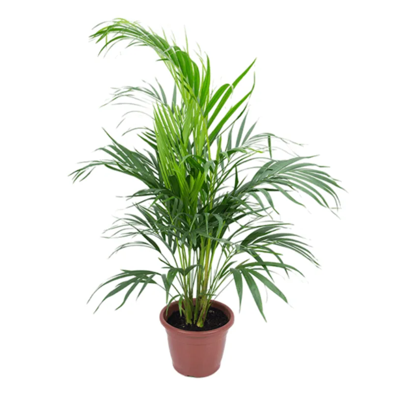 Chameadora P17 - SEM MARCA - Jardinagem