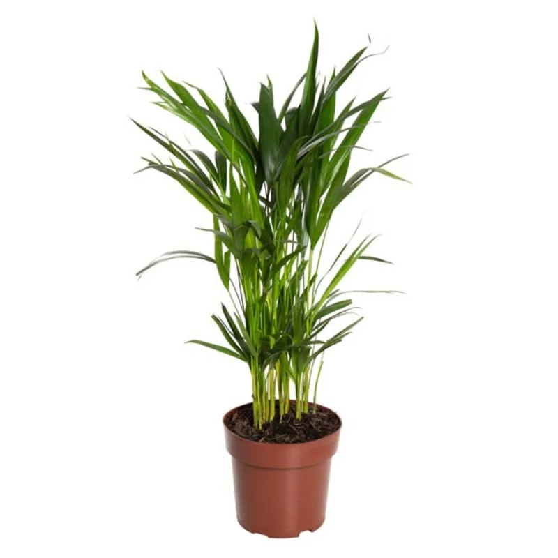 Areca P24 - SEM MARCA - Jardinagem
