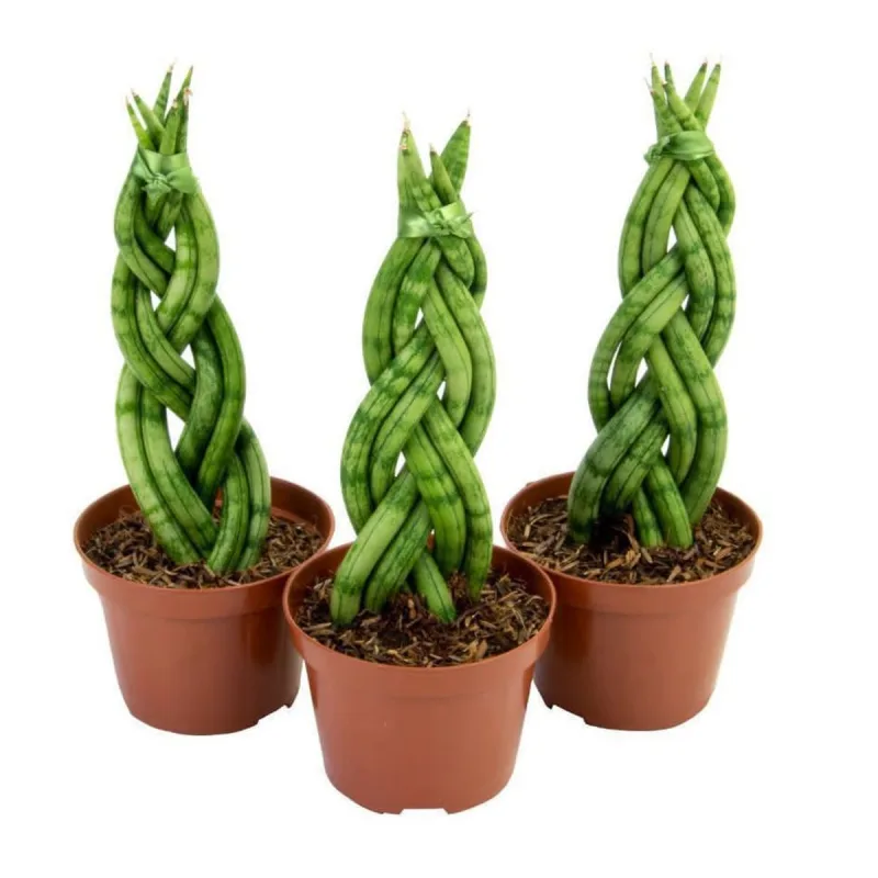 Sanseveria P11 - SEM MARCA