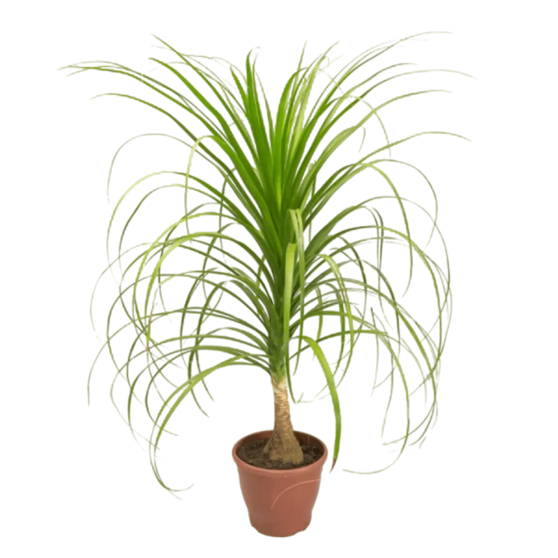 Beaucarnea P24 - SEM MARCA - Jardinagem