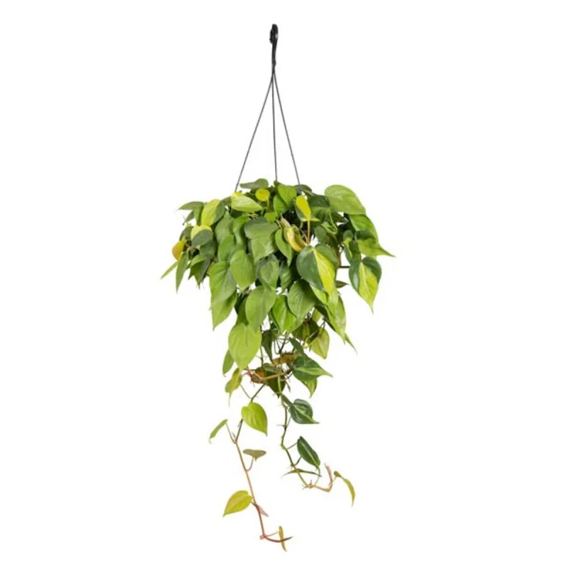 Philodend Brasil C21 - SEM MARCA - Jardinagem