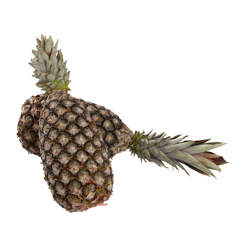 Abacaxi Pérola Picada