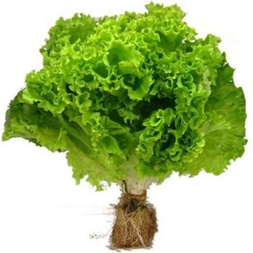 Alface Crespa Hidropônica Nature Unid - Sem Marca - Hortifruti