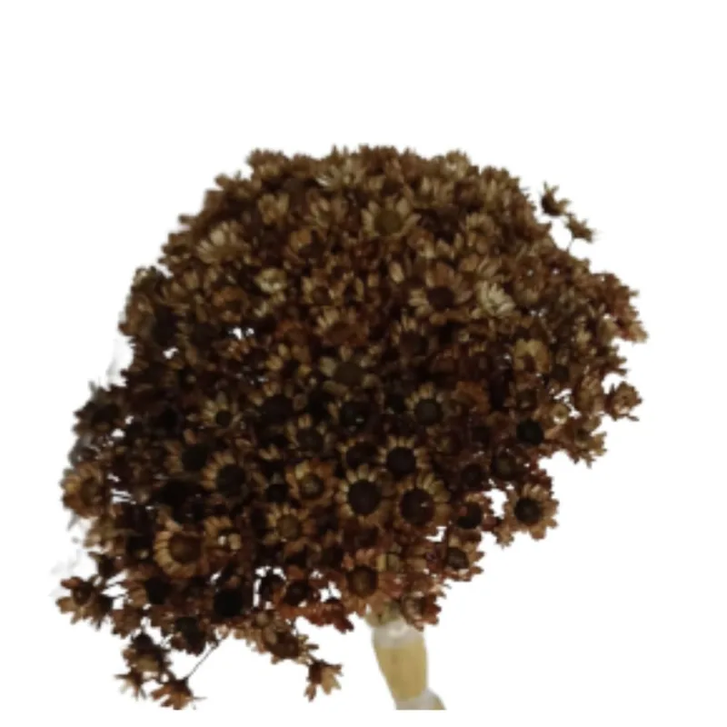 Flor De Sempre Viva Marrom S&R Flores