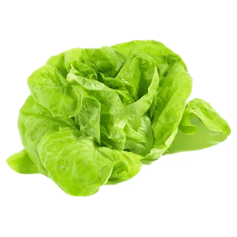 Alface Lisa Orgânica Sempre Verde Unid - SEMPRE VERDE - Hortifruti
