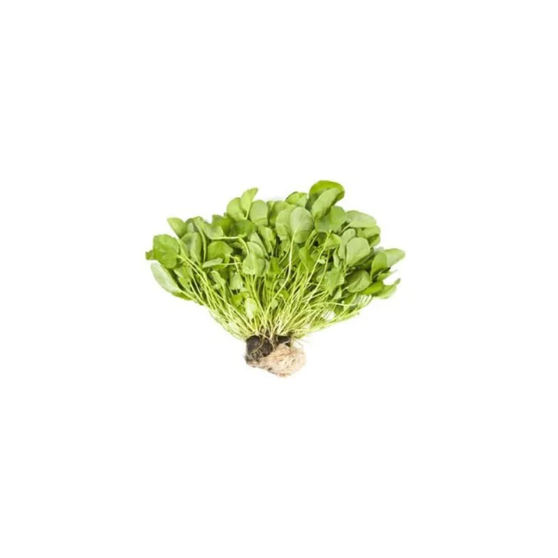 Agrião Hidropônico Hidro Sabor Unidade