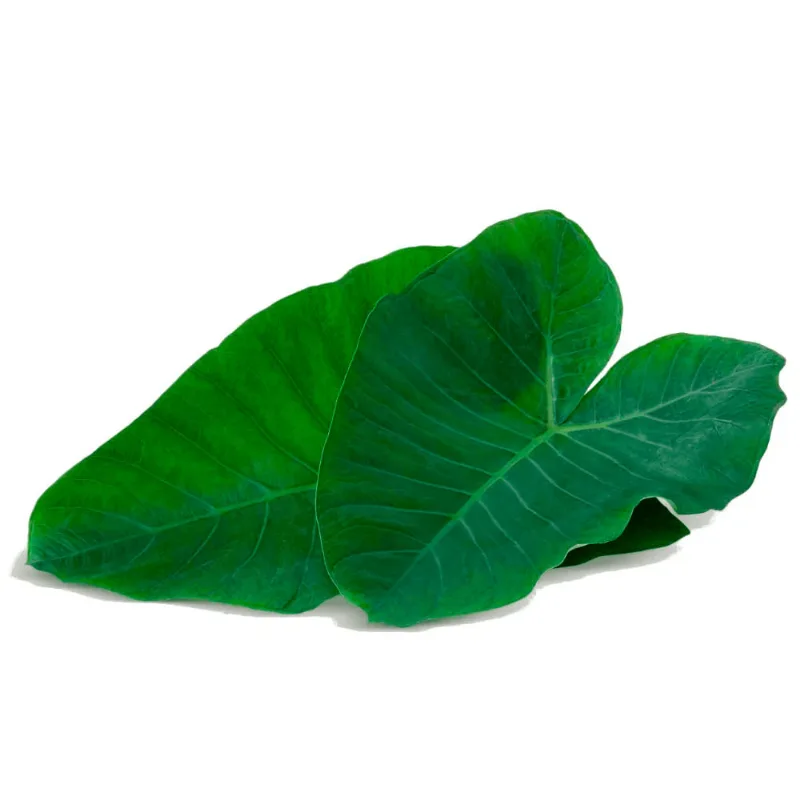 Taioba Hidroponia Morais Unid TAIOBA HIDROPONIA MORAIS UN