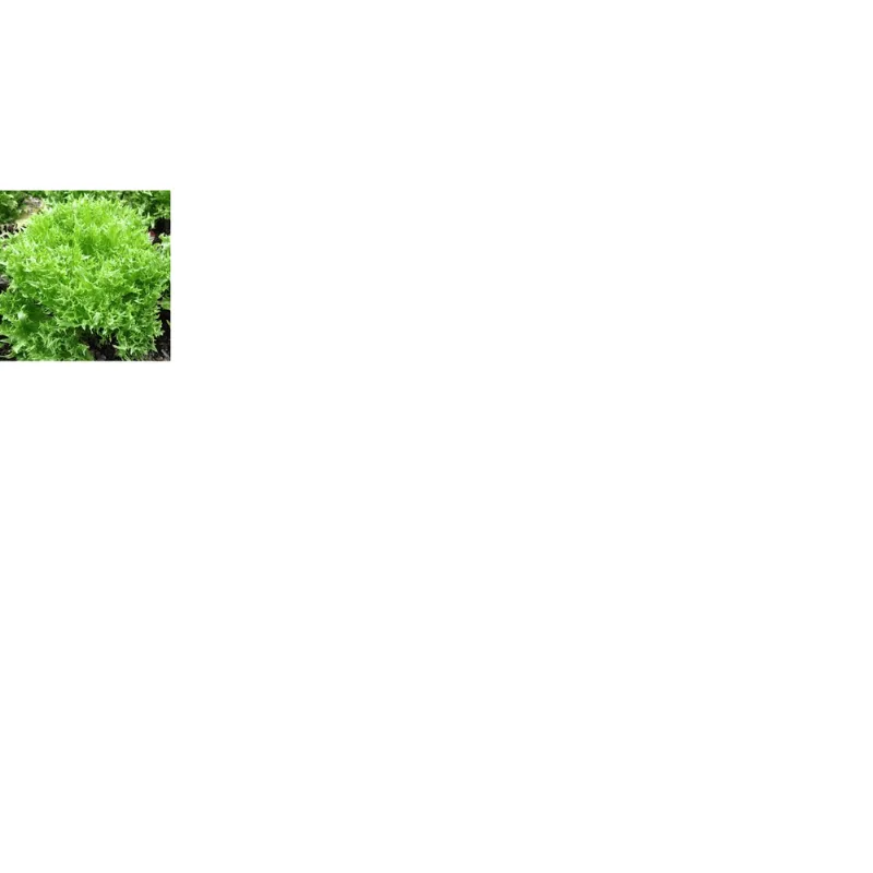 ALFACE FRISEE VERDE 150G