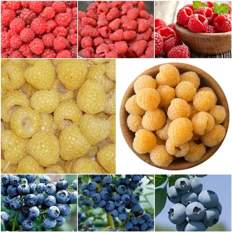 60 framboesa vermelha + 60 framboesa amarela + 60 blueberry