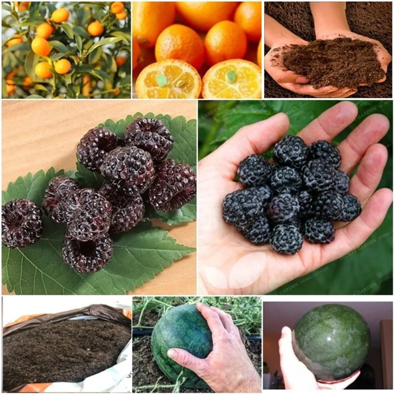 20 laranja kikan + 60 framboesa negra + 50 mini melancia + super substrato