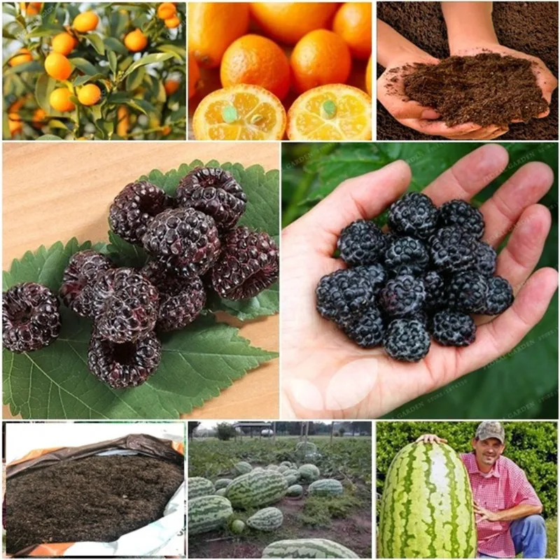 20 laranja kikan + 60 framboesa negra + 50 melancia gigante + super substrato