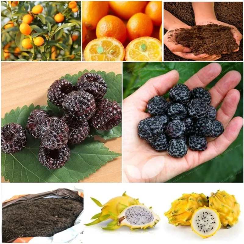 20 laranja kikan + 60 framboesa negra + 50 pitaya + super substrato