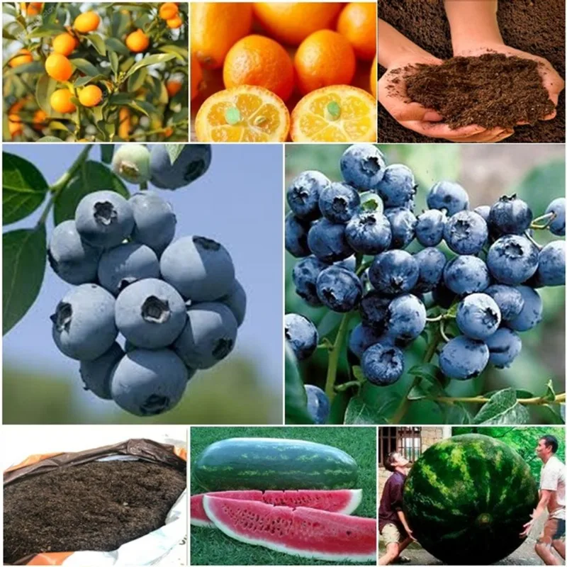 20 laranja kikan + 60 blueberry + 50 melancia gigante + super substrato