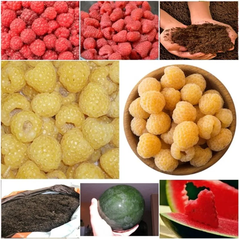 60 framboesa vermelha + 60 framboesa amarela + 50 mini melancia + super substrato
