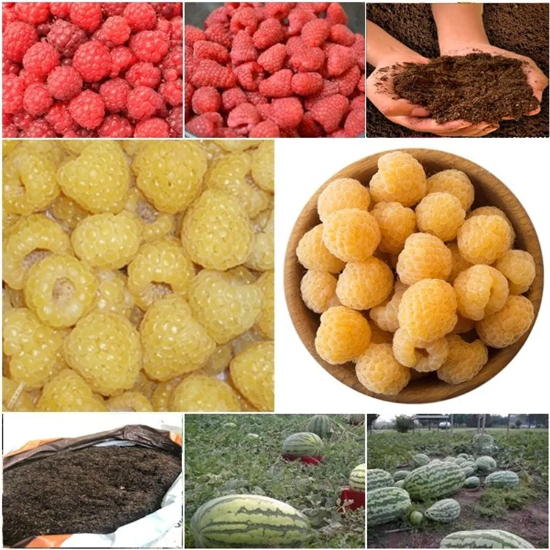60 framboesa vermelha + 60 framboesa amarela + 50 melancia gigante + super substrato