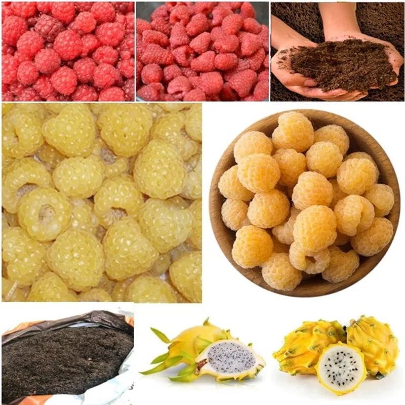 60 framboesa vermelha + 60 framboesa amarela + 50 pitaya + super substrato
