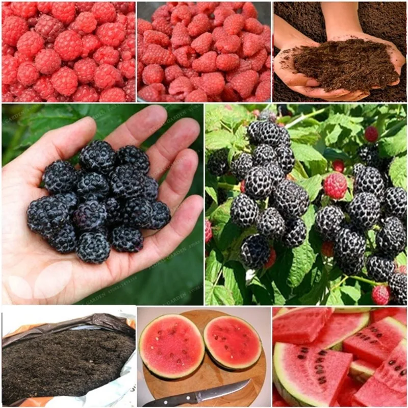 60 framboesa vermelha + 60 framboesa negra + 50 mini melancia + super substrato