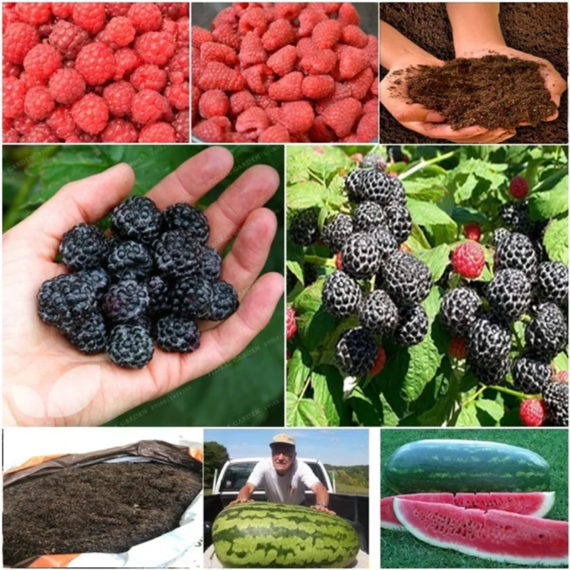 60 framboesa vermelha + 60 framboesa negra + 50 melancia gigante + super substrato