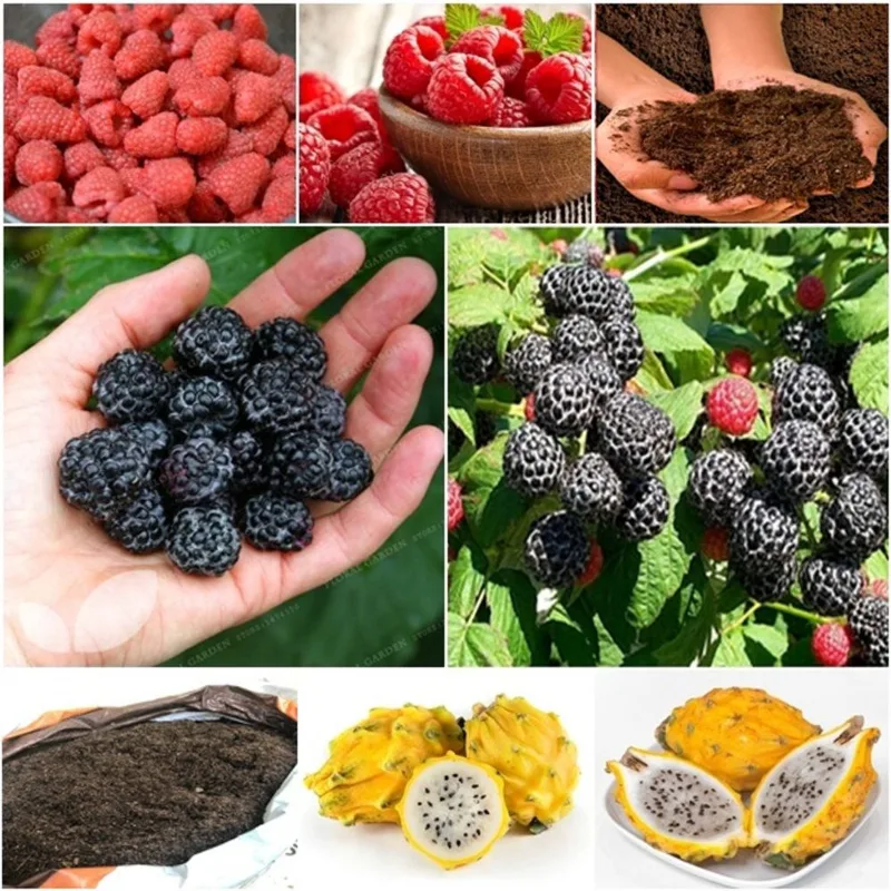 60 framboesa vermelha + 60 framboesa negra + 50 pitaya + super substrato